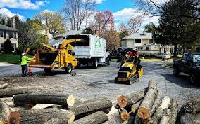 Best Commercial Tree Services  in Redondo Beach, CA