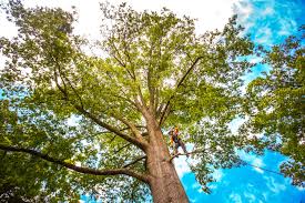 How Our Tree Care Process Works  in  Redondo Beach, CA