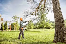 Trusted Redondo Beach, CA Tree Care Services Experts