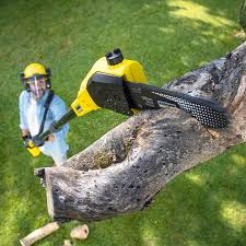 Best Organic Lawn Care Solutions  in Redondo Beach, CA