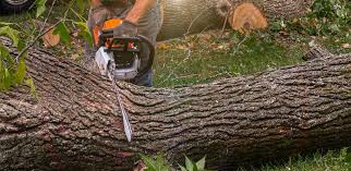 Best Firewood Processing and Delivery  in Redondo Beach, CA