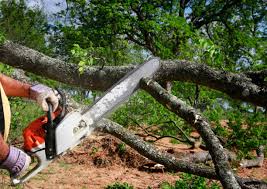 Best Tree Mulching  in Redondo Beach, CA