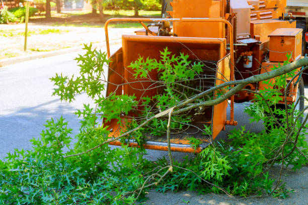 Best Tree Preservation Services  in Redondo Beach, CA