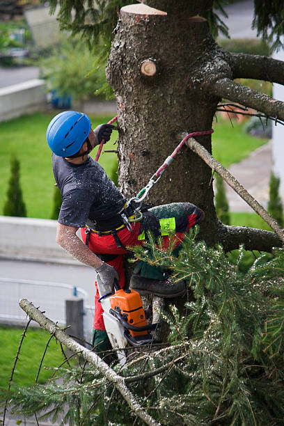 Best Lawn Disease Treatment  in Redondo Beach, CA