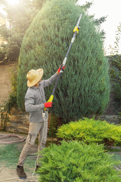 Best Hedge Trimming  in Redondo Beach, CA