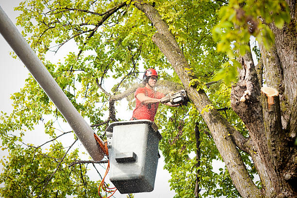 Best Arborist Consultation Services  in Redondo Beach, CA