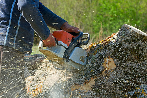 Best Hazardous Tree Removal  in Redondo Beach, CA