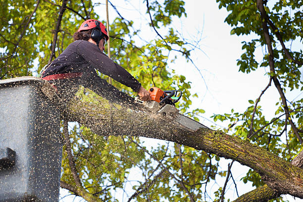 Best Root Management and Removal  in Redondo Beach, CA